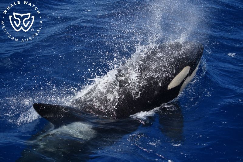 Whale Watch Western Australia