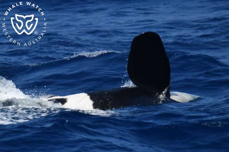 Whale Watch Western Australia