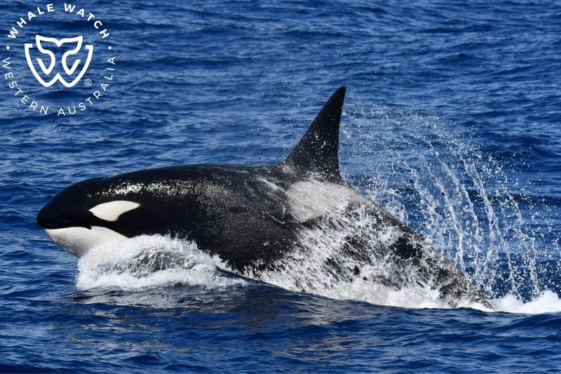 Whale Watch Western Australia