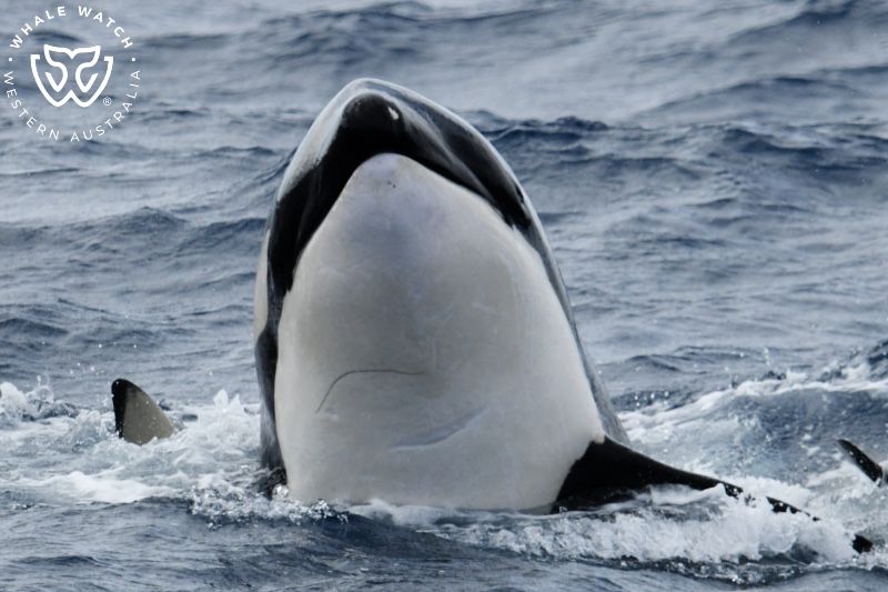 Whale Watch Western Australia