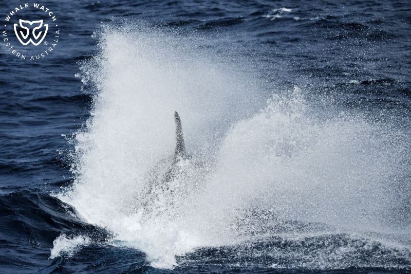 Whale Watch Western Australia