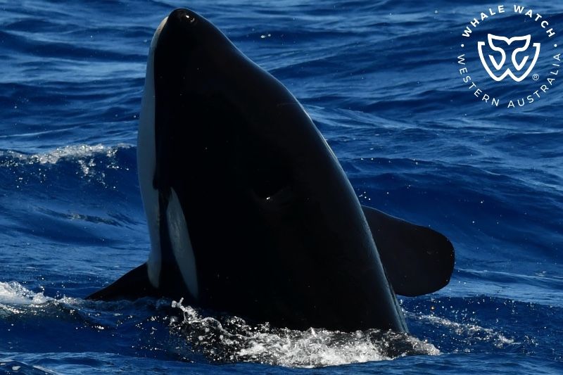 Whale Watch Western Australia