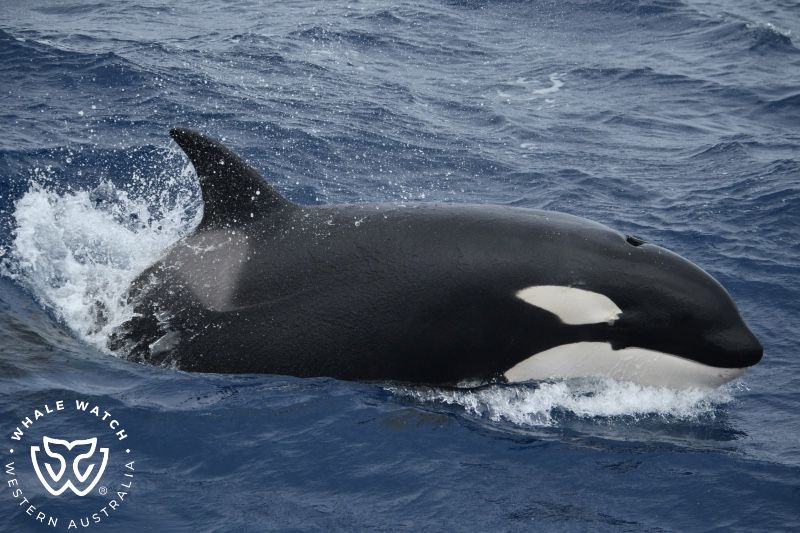 Whale Watch Western Australia