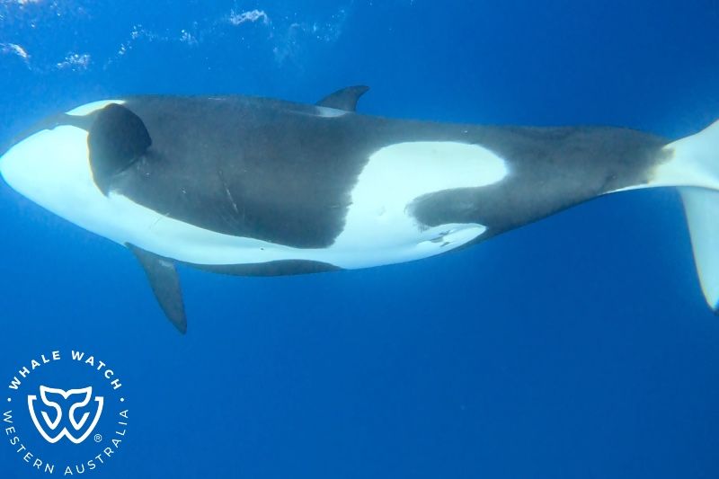 Whale Watch Western Australia