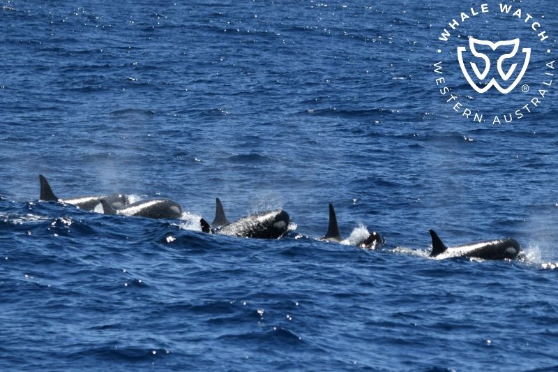 Whale Watch Western Australia