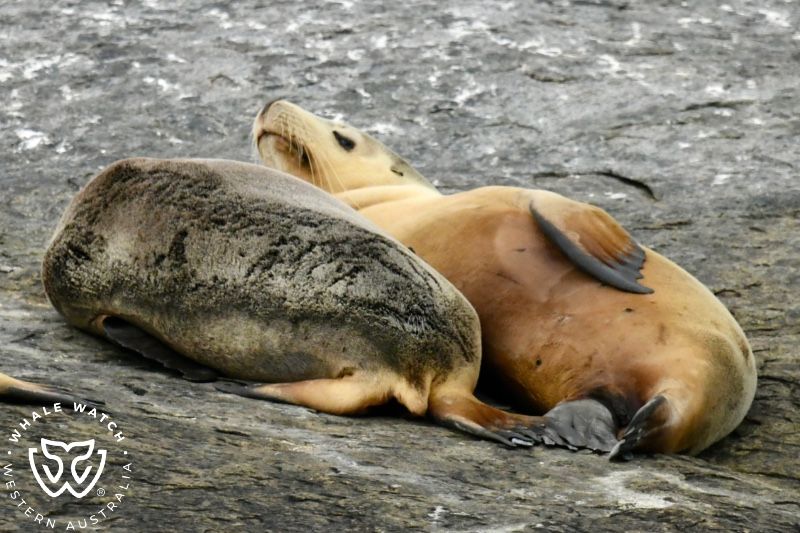 Whale Watch Western Australia