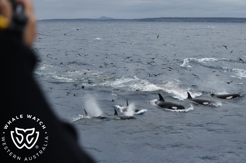 Whale Watch Western Australia