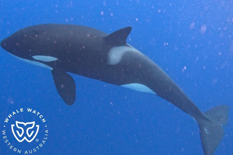 Whale Watch Western Australia