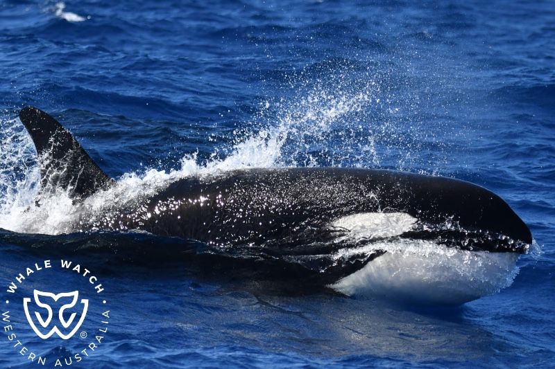 Whale Watch Western Australia
