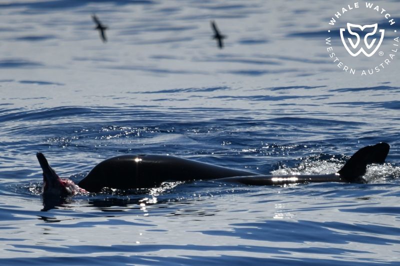 Whale Watch Western Australia