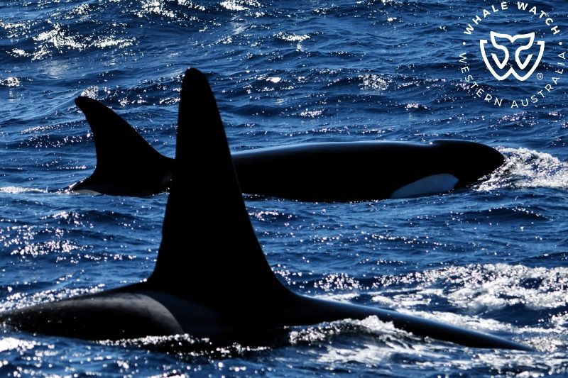 Whale Watch Western Australia