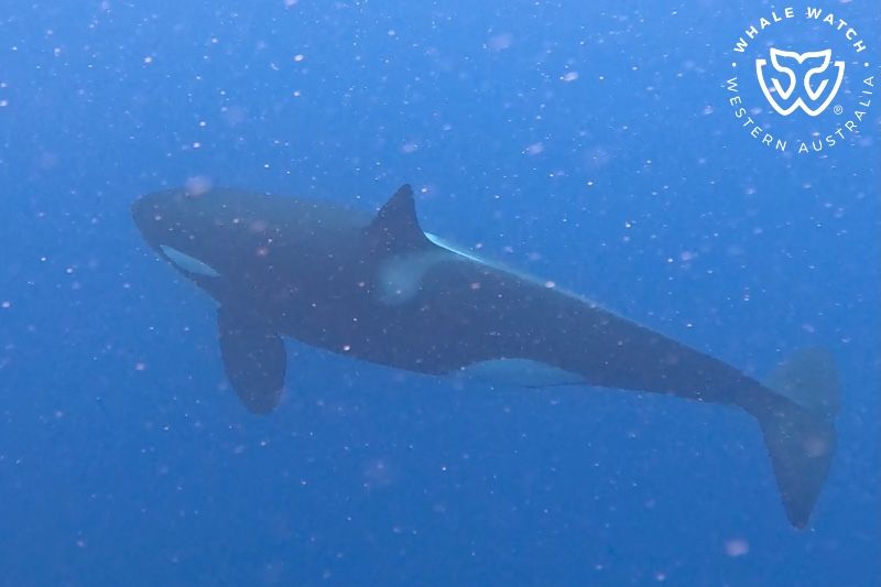 Whale Watch Western Australia