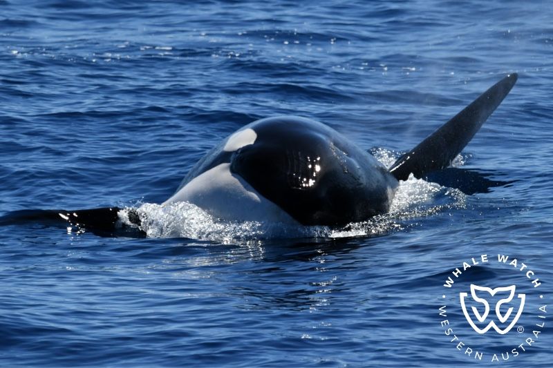 Whale Watch Western Australia