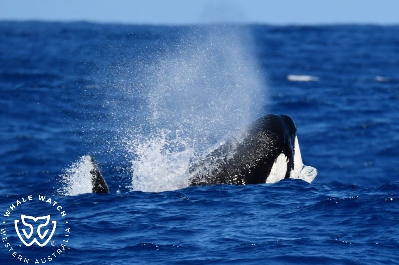 Whale Watch Western Australia
