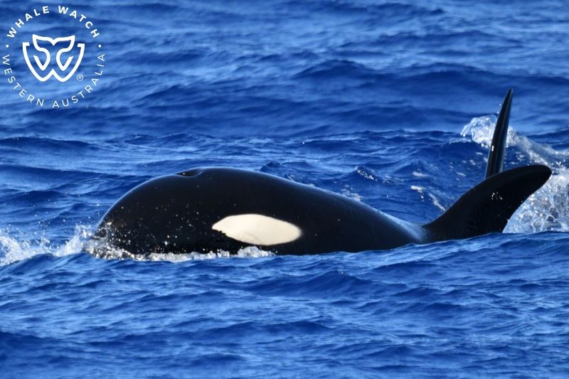 Whale Watch Western Australia