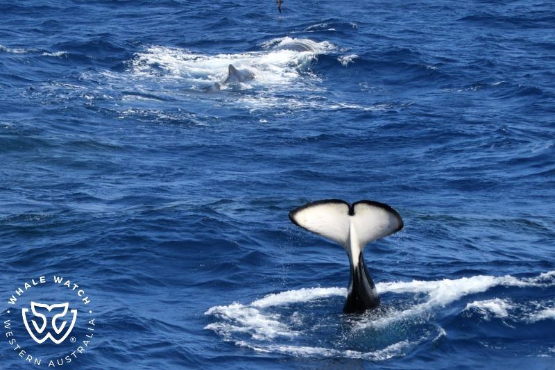 Whale Watch Western Australia