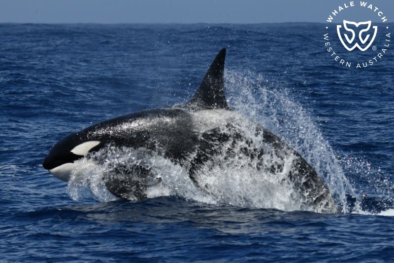 Whale Watch Western Australia