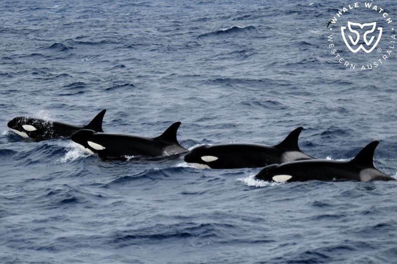 Whale Watch Western Australia