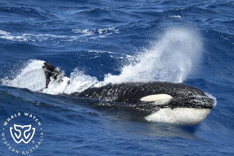 Whale Watch Western Australia