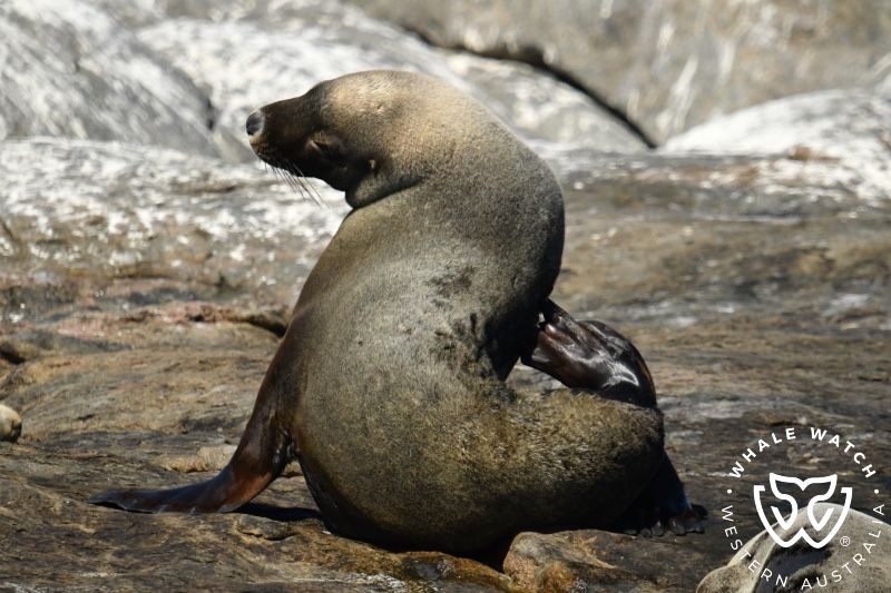 Whale Watch Western Australia