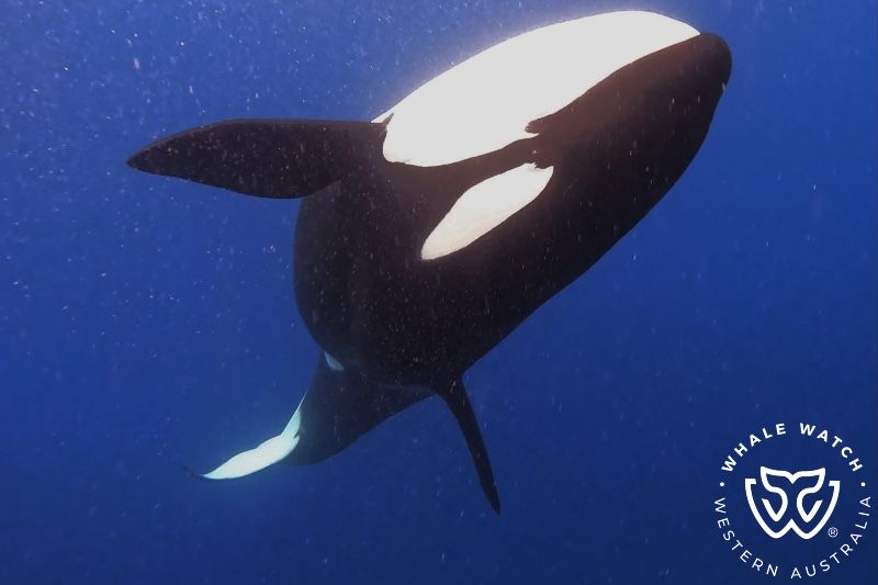 Whale Watch Western Australia