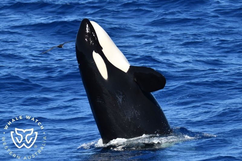 Whale Watch Western Australia