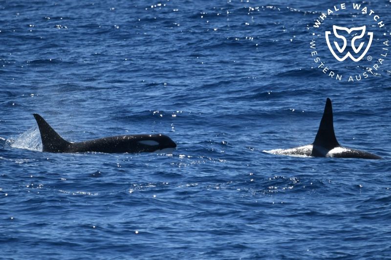 Whale Watch Western Australia