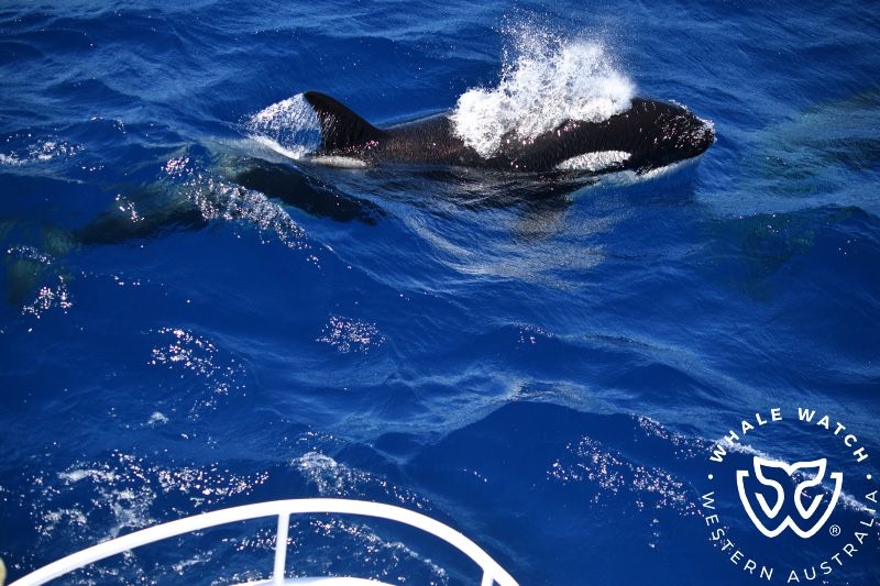 Whale Watch Western Australia