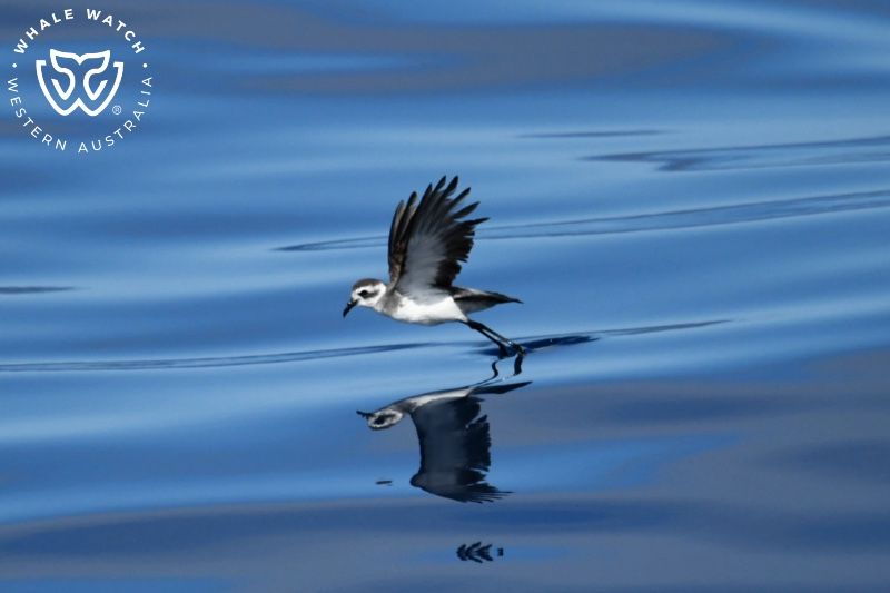 Whale Watch Western Australia