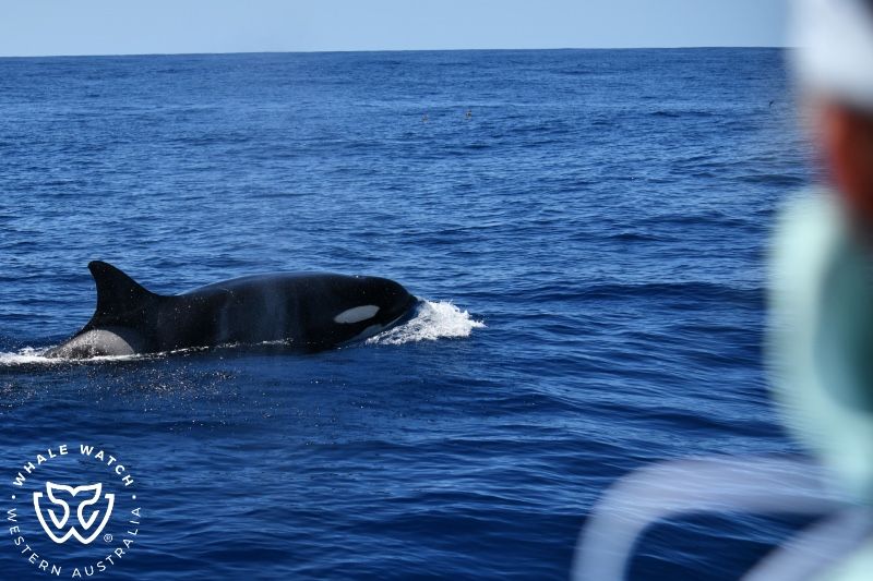 Whale Watch Western Australia