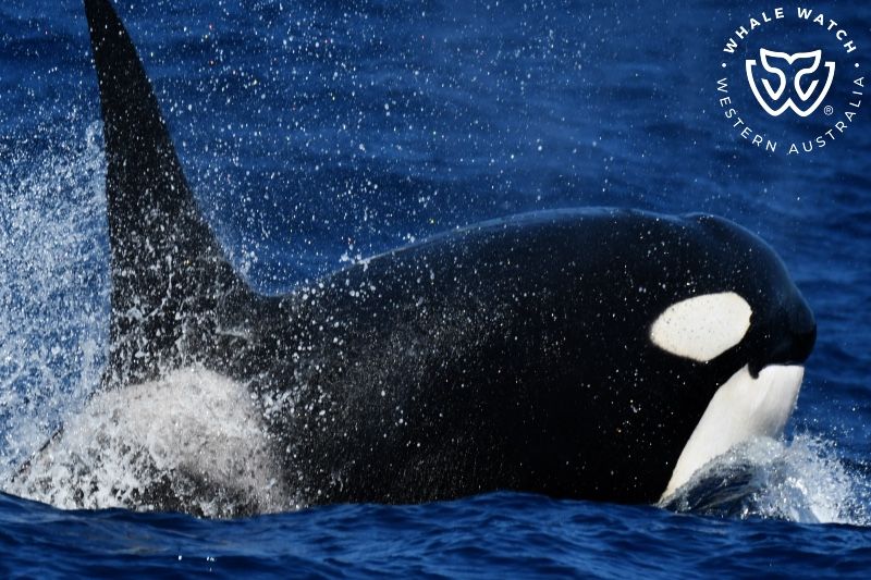 Whale Watch Western Australia