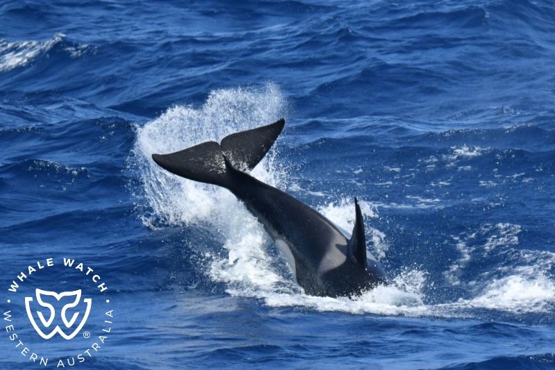 Whale Watch Western Australia