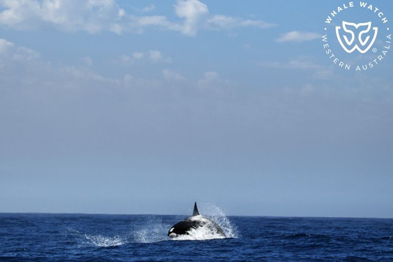 Whale Watch Western Australia
