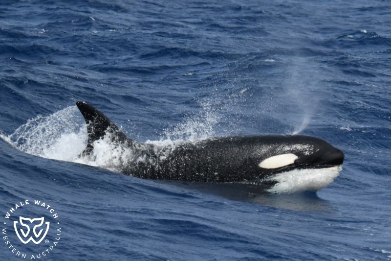 Whale Watch Western Australia