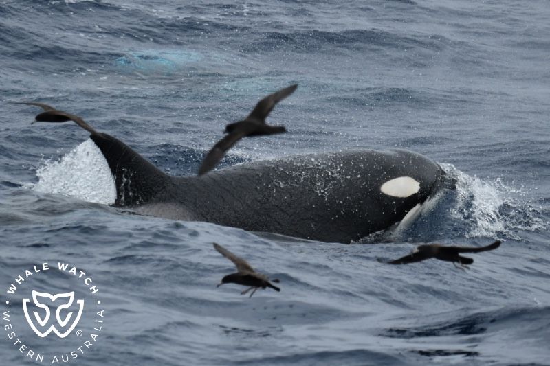 Whale Watch Western Australia