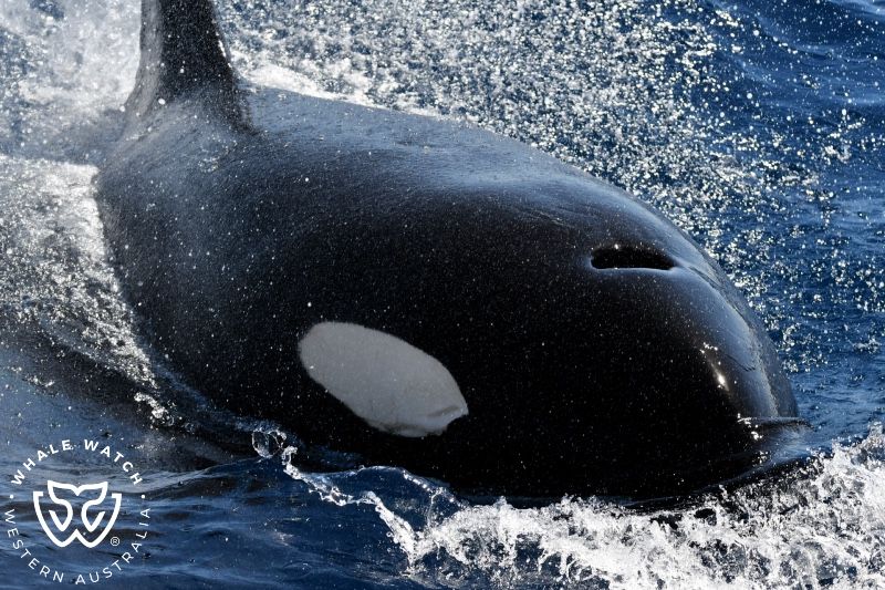 Whale Watch Western Australia