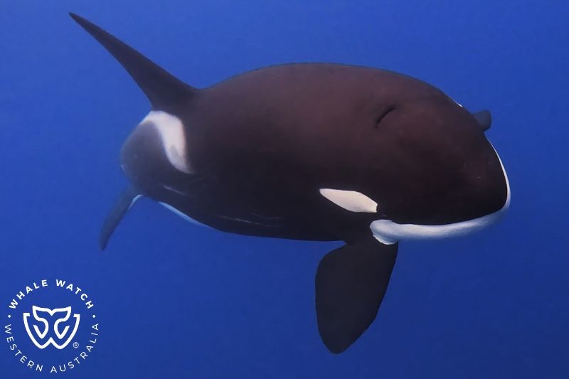 Whale Watch Western Australia