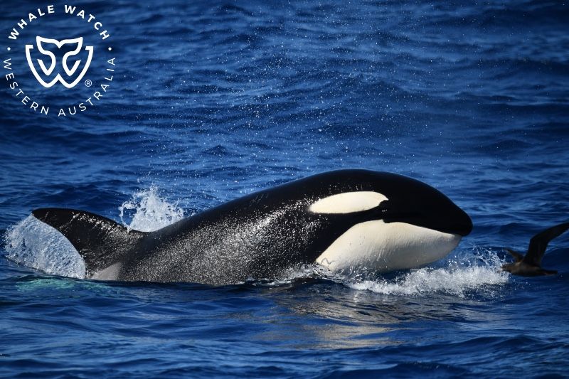 Whale Watch Western Australia