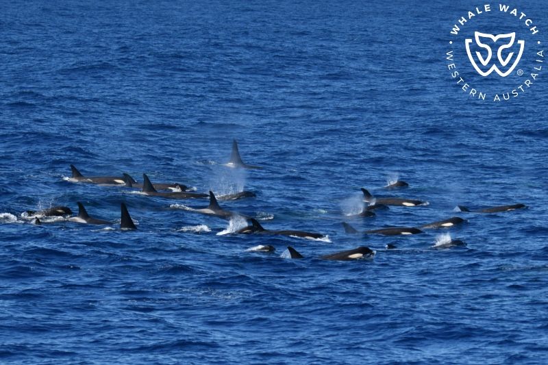 Whale Watch Western Australia