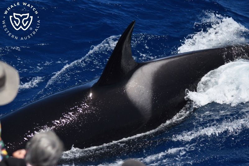 Whale Watch Western Australia