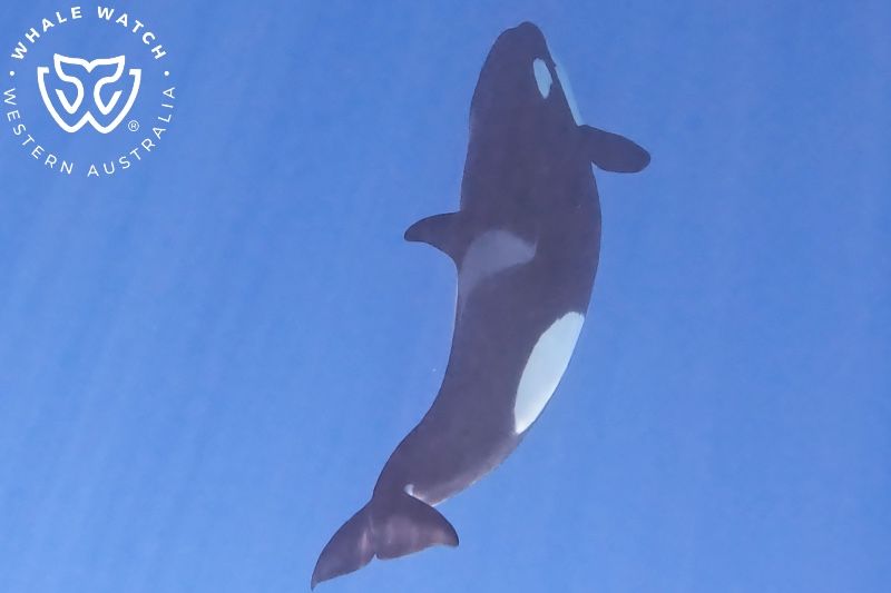 Whale Watch Western Australia