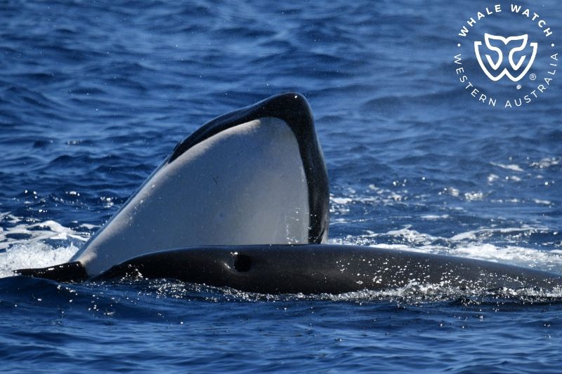 Whale Watch Western Australia