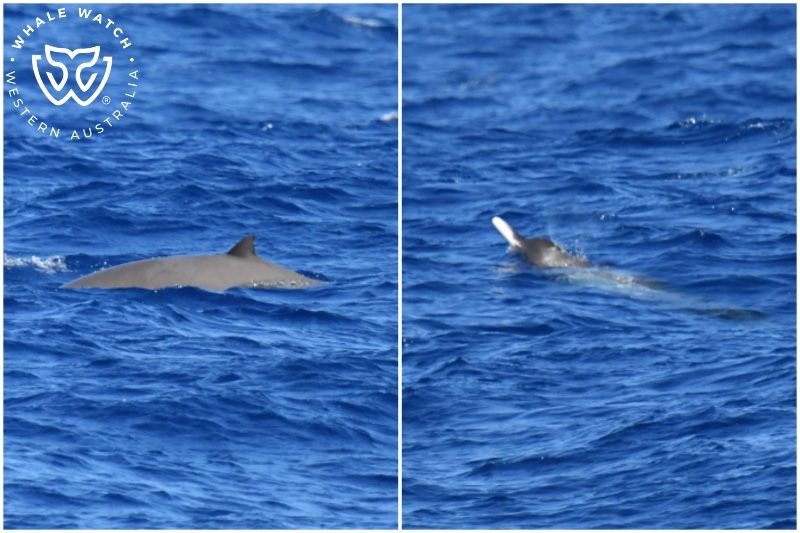 Whale Watch Western Australia