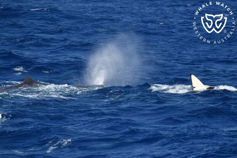 Whale Watch Western Australia