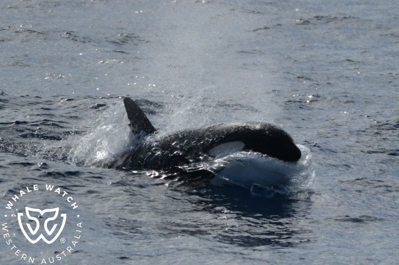 Whale Watch Western Australia