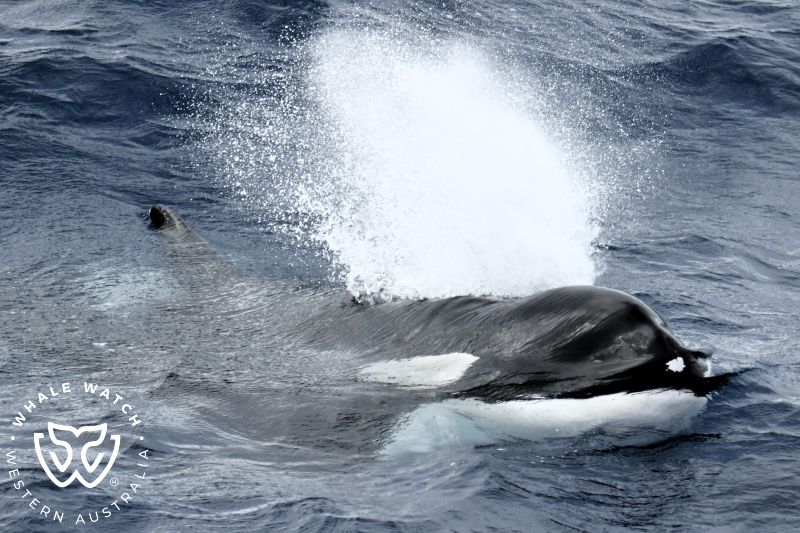 Whale Watch Western Australia