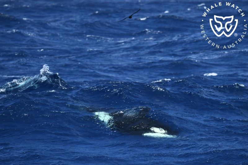 Whale Watch Western Australia