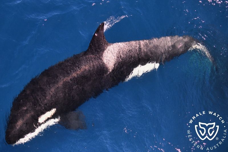 Whale Watch Western Australia