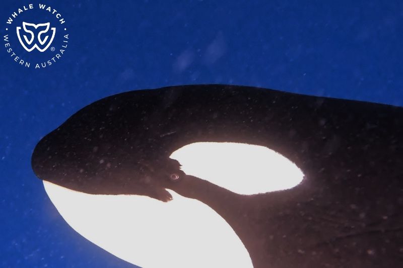 Whale Watch Western Australia