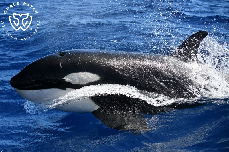 Whale Watch Western Australia